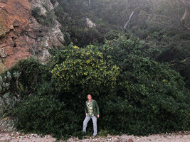 Patrick Blanc under fruiting Pittosporum tobira naturalized along beaches, Theoule, France, Oct. 2020