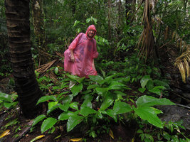 Patrick Blanc under heavy rain in a Boesenbergia population, Tioman, Malaysia, April 2015