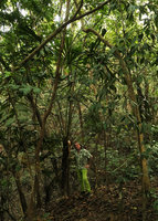 Patrick Blanc under Licuala peltata, Hlawga NP, Yangon, Myanmar, Dec. 2017