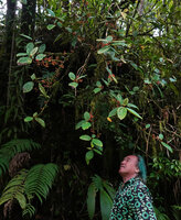 Patrick Blanc under Medinilla macrophylla, a climbing epiphyte in its mossy rainforest habitat, 1000 m asl, Manusela NP, Seram, Moluccas, April 2024