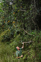 Patrick Blanc under Oxera robusta, a cauliflorous liana blooming at forest edge, Col d&#039;Amieu, New Caledonia, Aug. 2023