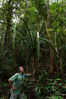 Patrick Blanc under Pandanus kinabaluensis, Mt kinabalu, 1600 m asl, Sabah, Borneo, July 2022