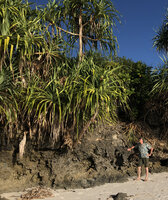 Patrick Blanc under Pandanus rabaiensis on sea shore, Kigomasha peninsula, Pemba, Tanzania, Jan.2021