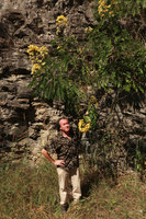 Patrick Blanc under the beautiful but invasive south american Senna spectabilis, Doi Inthanon NP, Thailand, Nov. 2018