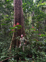 Patrick Blanc under the bright red inflorescences of Clerodendrum japonicum in forest understory, Paitchau forest, Nino Konis Santana NP, Timor-Leste, Aug. 2026