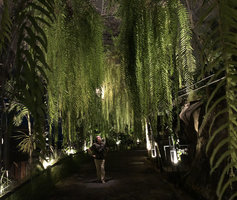 Patrick Blanc under the ceiling canopy of Schellolepis (syn. Goniophlebium) subauriculata, Sirinati hotel, Khao Kho, Phetchabun, Thailand, Nov. 2018