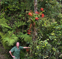 Patrick Blanc under the climbing epiphytic Begonia oxysperma with huge bright orange inflorescences displayed out of the foliage, Banaue, Luzon, Philippines, April 2026