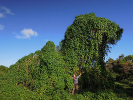 Patrick Blanc under the dog like canopy of Ipomoea alba, Key Biscayne, Florida, Dec 2013