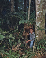 Patrick Blanc under the epiphytic basket fern, Aglaomorpha heraclea, Cameron Highlands, Malaysia, 1984