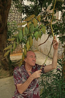 Patrick Blanc under the ericoid fronds of Aglaomorpha acuminata on a tree in the village, Fraser&#039;s Hill, Malaysia, Aug. 2018
