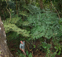 Patrick Blanc under the giant fronds of Ptisana attenuata, Col des Roussettes, New Caledonia, Aug. 2023