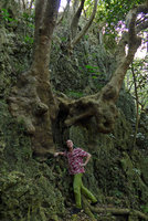 Patrick Blanc under the gnarled base of an old Bischofia javanica, Kenting Karst Forest, Taiwan, Oct. 2015