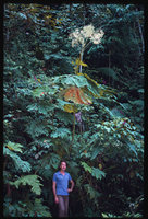 Patrick Blanc under the huge Begonia parviflora, San Ramon, Peru, Aug. 1985