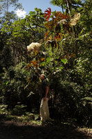 Patrick Blanc under the huge pioneer Cecropia like Begonia parviflora, Manu NP, 1500m, Peru, Aug 2014
