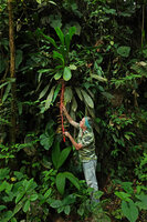 Patrick Blanc under the huge Pitcairnia stevensonii growing at the top of a vertical earth bank, Mashpi FR, Pichincha, Ecuador, Aug. 2021