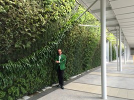 Patrick Blanc under the Iris japonica diagonale, walkway Vertical Garden,  Shinkansen Yamaguchi station, Japan, Oct. 2015