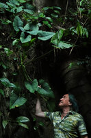 Patrick Blanc under the leaves of Alocasia sp. nov. B in karst habitat, Phang Nga, Thailand, March 2022