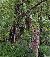 Patrick Blanc under the long cauliflorous hanging whip like inflorescences of Ficus pungens, Manusela NP, Seram, Moluccas, April 2024