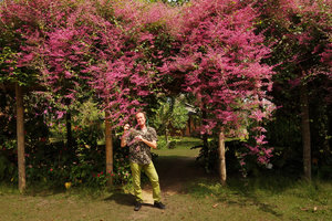 Patrick Blanc under the pergola of a bright pink form of Congea tomentosa in the Bernadeth Ratulangi garden, Tomohon, Sulawesi, Aug. 2015