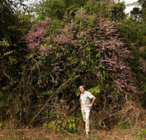 Patrick Blanc under the pink inflorescences of Congea tomentosa, Kaeng Krachan NP, Thailand, Jan 2015