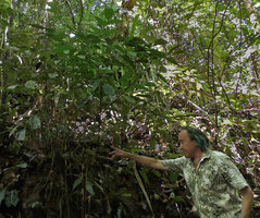 Patrick Blanc under the small clustering Arenga hastata, Deramakot FR, Sabah, Borneo, July 2022