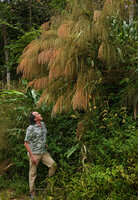 Patrick Blanc under the tall grass, Thysanolaena latifolia, S. Kongkoi, Negeri Sembilan, Malaysia, April 2023