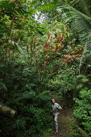 Patrick Blanc under Urera elata with bright orange fruits along the branches, Aguateca, Petexbatun, Peten, Guatemala, Jan. 2020