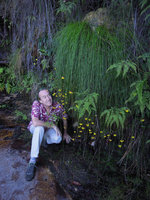 Patrick Blanc under Xyris ustulata flowering on a rock ledge beside a waterfall, Blue Mountains, NSW, Australia, Jan 2014
