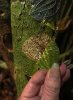 Patrick Blanc unsticking the tightly appressed leaf of Pothos cf. barberianus thus showing that the leaf totally blocks the light thus killing lichens and algae covering the host tree rhytidome, Deramakot FR, Sabah, Borneo