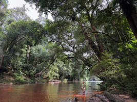 Patrick Blanc wading along the Tahan river, under the tall Neram trees, Dipterocarpus oblongifolius, totally bending above the river and creating a green tunnel, taman Negara, Malaysia, Sept. 2025