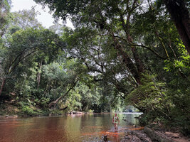 Patrick Blanc wading along the Tahan river, under the tall Neram trees, Dipterocarpus oblongifolius, totally bending above the river and creating a green tunnel, taman Negara, Malaysia, Sept. 2025