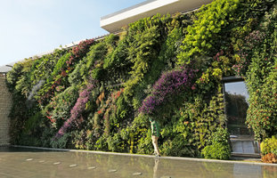 Patrick Blanc walking along his blooming Vertical Garden, Mc Arthur Glen Provence, Mas de la Peronne, Miramas, April 2017