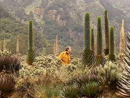 Patrick Blanc walking among the flowering giant Lobelia bequaertii, Rwenzori Mt at 3500 m asl, Uganda, Feb. 1996