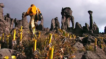 Patrick Blanc walking behind a Brocchinia reducta population on the summit of the Kukenan Tepui, Venezuela, March 1999