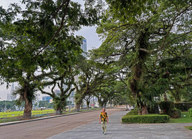 Patrick Blanc walking between old Samanea saman covered by epiphytes, like the ferns Pyrrosia, Davallia, Drynaria and the orchids Dendrobium crumenatum and Grammatophyllum speciosum, Singapore, Aug. 2026
