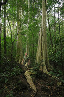 Patrick Blanc walking between the trunks of Lagerstroemia calyculata, Cat Tien NP, Vietnam, Nov. 2019