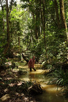 Patrick Blanc walking in a primary forest stream, Johore, Malaysia, April 2015