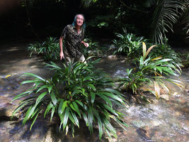 Patrick Blanc walking in the rheophytic habitat of Dicranopygium cf. testaceum,Terco, Nuqui, Choco, Colombia, Nov. 2016