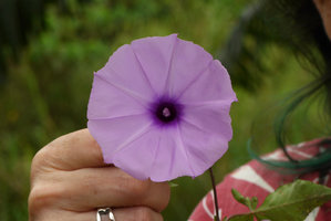 Patrick Blanc with an Ipomoea cairica flower, Lamma island, Hong Kong, April 2016