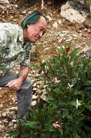 Patrick Blanc with a shrubby flowering Hauya heydeana, San Cristobal Verapaz, Alta Verapaz, Guatemala, Dec. 2019