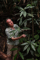 Patrick Blanc with a tall silver leaved form of Amischotolype gracilis, S. Kongkoi, Negeri Sembilan, Malaysia, April 2023