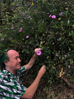 Patrick Blanc with Convolvulus althaeoides, Eze Village, France, June 2021