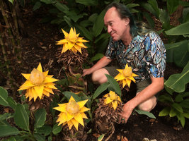 Patrick Blanc with Ensete (syn. Musella) lasiocarpum in full bloom, Botanic Gardens, Singapore, Aug. 2016