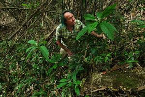 Patrick Blanc with flowering Rauvolfia serpentina shrubs in forest understory, Khao Yai NP, Thailand, March 2022