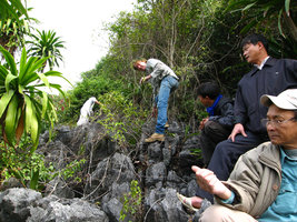 Patrick Blanc with guides climbing among limestone rocks, Halong Bay, Vietnam, Jan. 2007