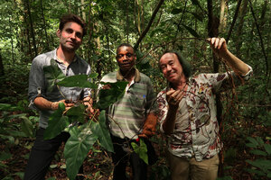 Patrick Blanc with Marc Jeanson and Innocent Medjo holding a specimen of Cercestis blancii, Ebodje, Campo, Cameroon, March 2018