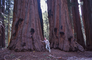 Patrick Blanc with Sequoiadendron giganteum, California, 2005