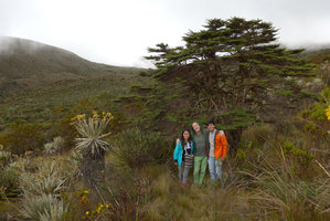 Patrick Blanc with the guides among frailejones, under the tree like Escallonia myrtilloides, Chingaza paramo, Bogota, Colombia, Oct. 2016