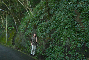 Patrick Blanc with thousands of Chirita sinensis covering a man made concrete retention wall, Old Peak road, Hong Kong, Oct. 2015