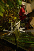 Patrick Blanc working at his desk behind a Crinum natans inflorescence emerging from the fifty square meter glass covered aquarium, Feb. 2016